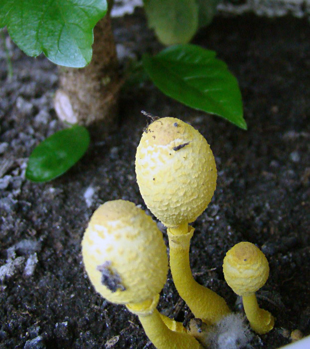 funghi nel vaso - Leucoprinus birnbaumii  (Corda) Singer